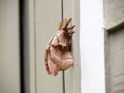[A moth with wings which are shades of brown is attached to the wood framing around a door by thick legs.]